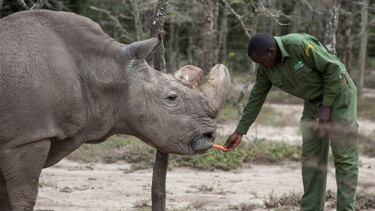 The rhino, called 'Sudan', was suffering from 'age-related complications'. File pic