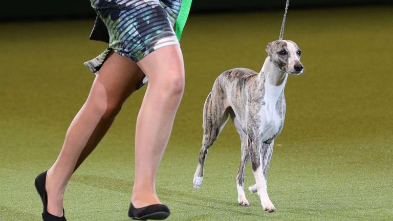 Tease, a Whippet, with owner Yvette Short before she was named Supreme Champion