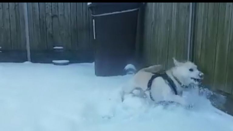 One resident canine at Dogs Trust Ireland in Finglas, Dublin, has fully embraced the snow.