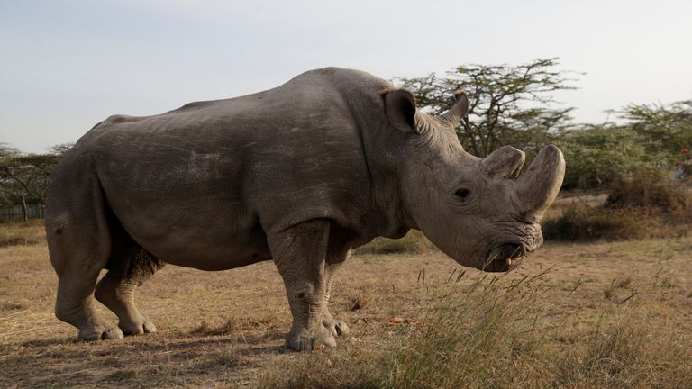 The last surviving male northern white rhino named &#39;Sudan&#39; is seen at the Ol Pejeta Conservancy in Laikipia, Kenya June 18, 2017. REUTERS/Thomas Mukoya