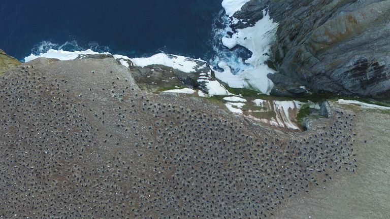 Researchers from the Woods Hole Oceanographic Institution discovered a massive colony of over 1.5 million Adélie Penguins, a species previously thought to be on the decline, in Antarctica’s Danger Islands. Their study was released on March 2.