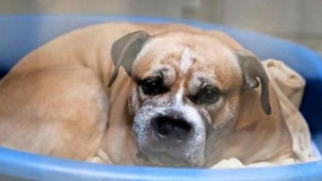 In Germany the family dog to death killed the baby