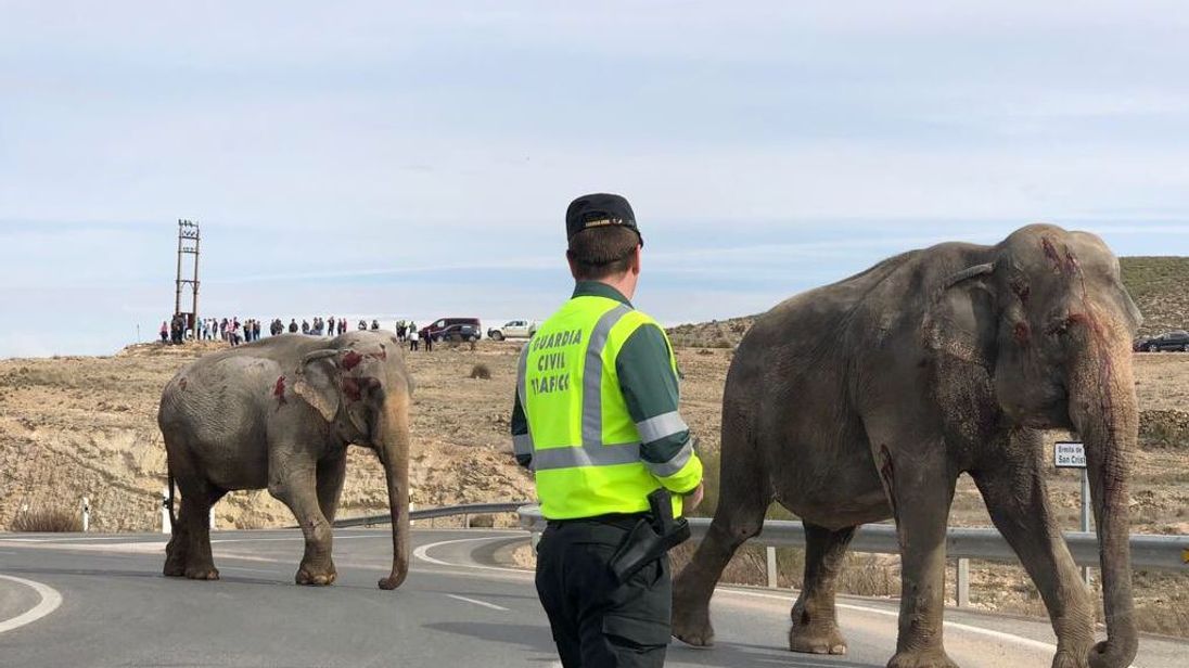 1 elephant killed, 4 injured when Spanish circus truck tips over 1 elephant killed, 4 injured when Spanish circus truck tips over