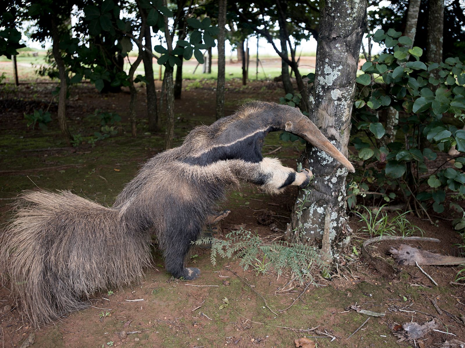 skynews-giant-anteater-taxidermy-anteate