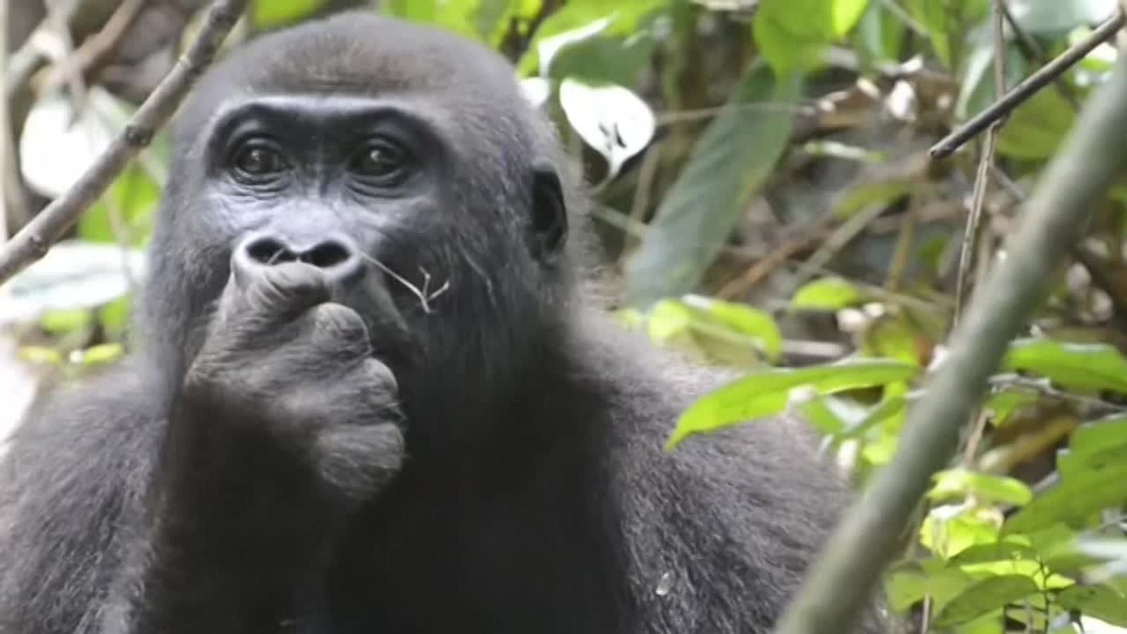 Researchers hunt for gorillas in West Africa World News Sky News