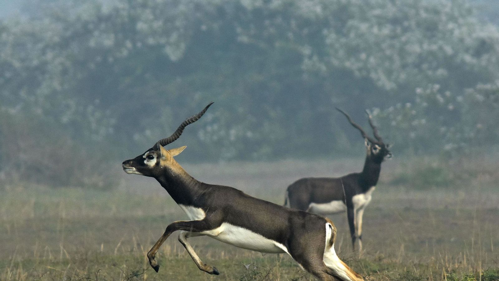 Indian blackbucks, also known as Indian antelopes. 