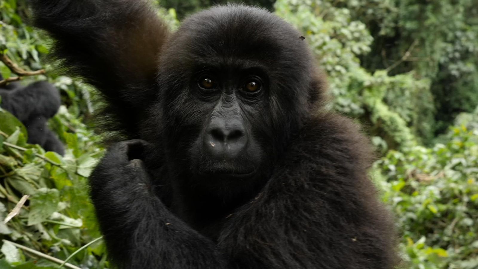 'Jungle police' risking their lives for endangered gorillas in the DR Congo World News Sky News