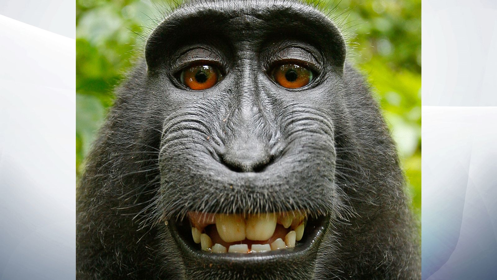 'selfie' Monkey Naruto Cannot Sue For Copyright, Us Court Rules 