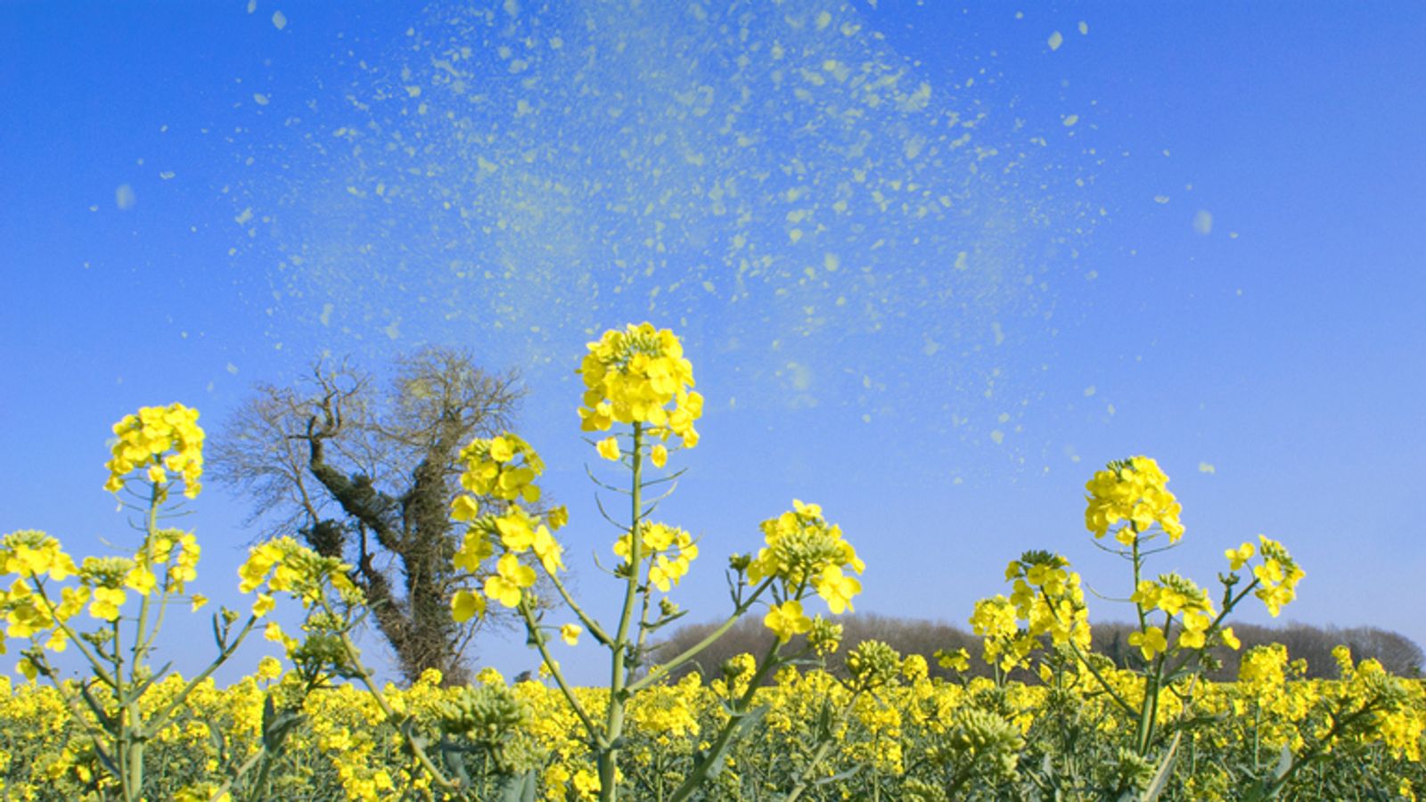 Pollen bomb Top tips to ease your hay fever symptoms UK News Sky News