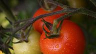 Generic stock photo of home grown tomatoes on the vine in Ashford, Kent