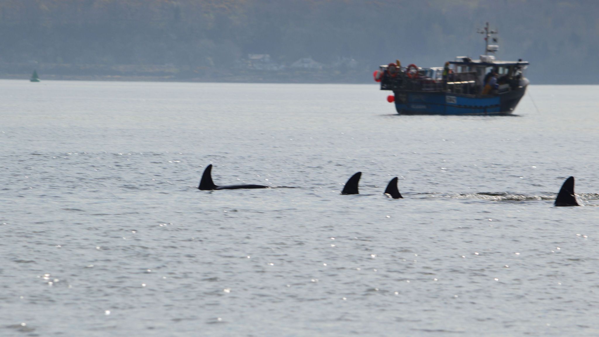 Killer whales spend day swimming in River Clyde | UK News | Sky News