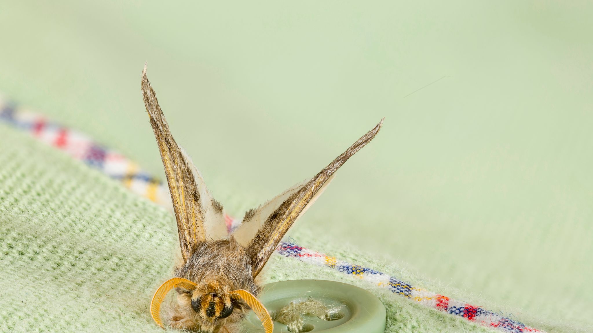 Rapid rise of clothes moths threatens historic fabrics - BBC News