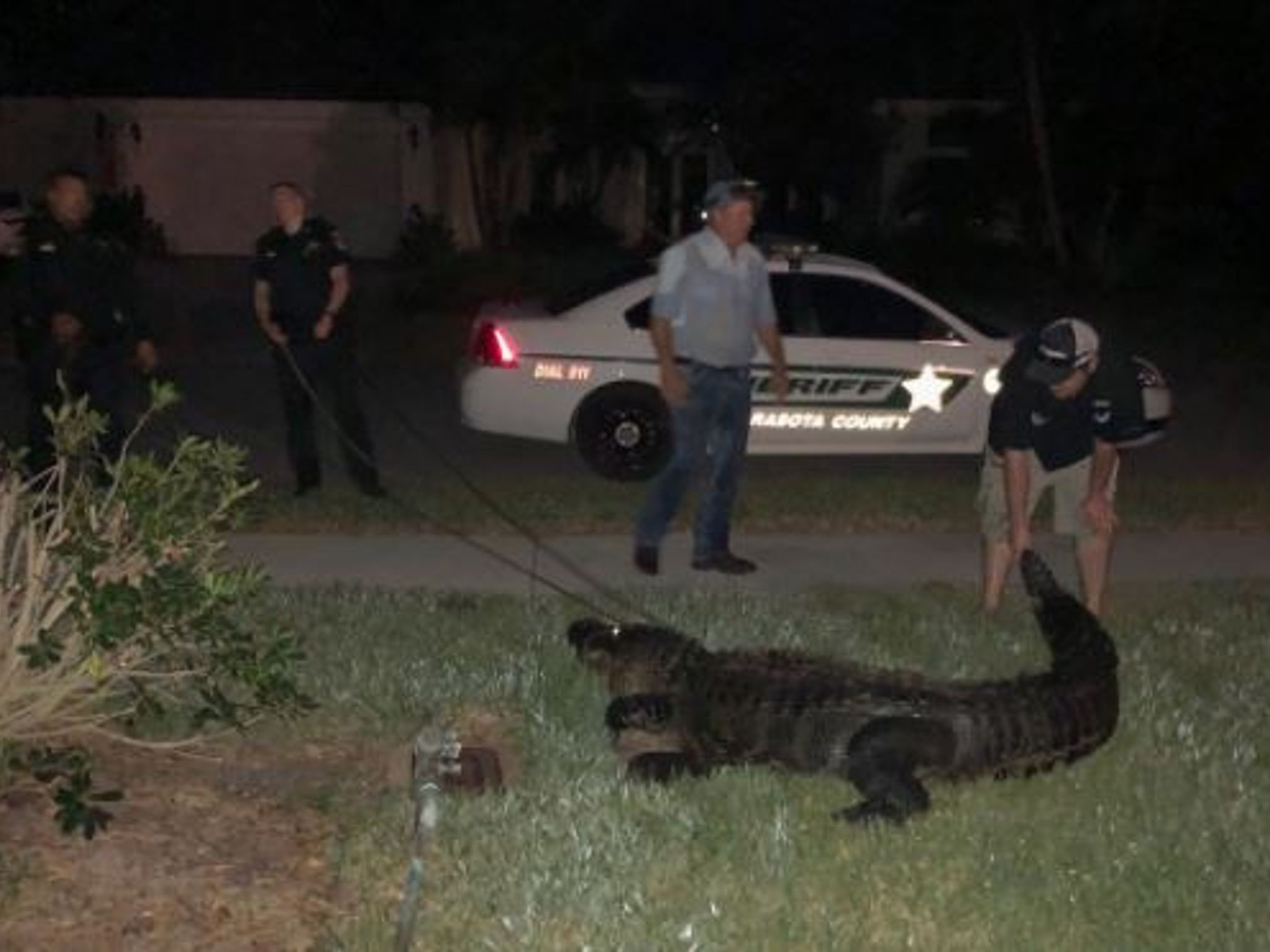 Alligator takes a swim in couple's indoor pool in Florida