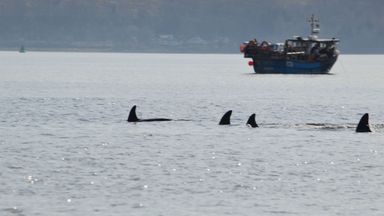 Killer Whales Spend Day Swimming In River Clyde 