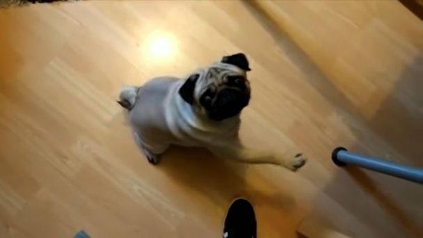 Mark Meechan was convicted of a hate crime after posting videos on YouTube of a pet dog giving Nazi salutes.