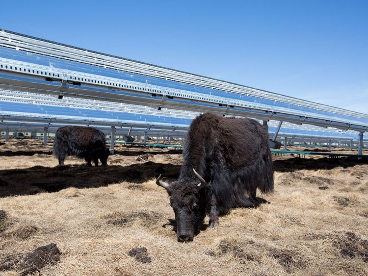 The sunlight absorbed by these solar panels in China helps provide the food for these yaks