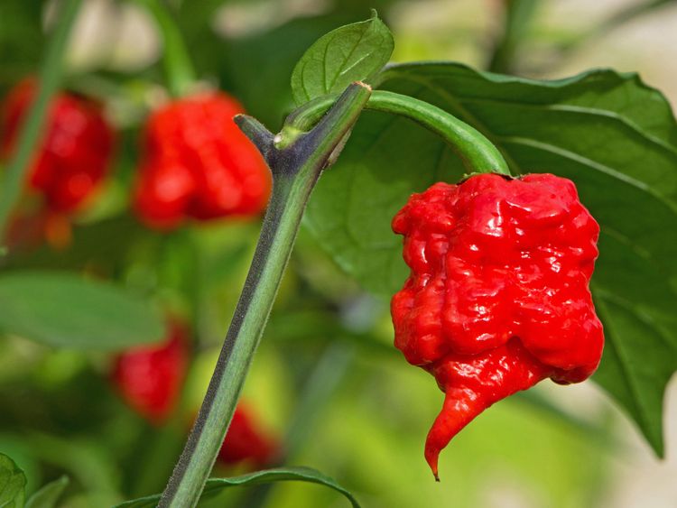 'No complaints' over world's hottest chilli pepper