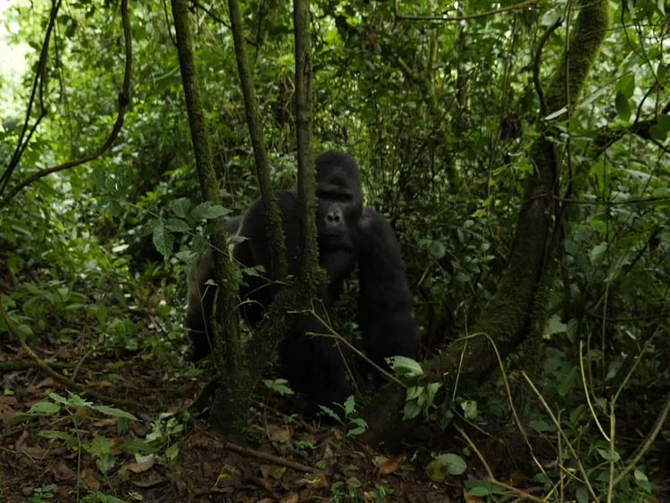 Without the rangers, the gorillas are prey to poachers or militia