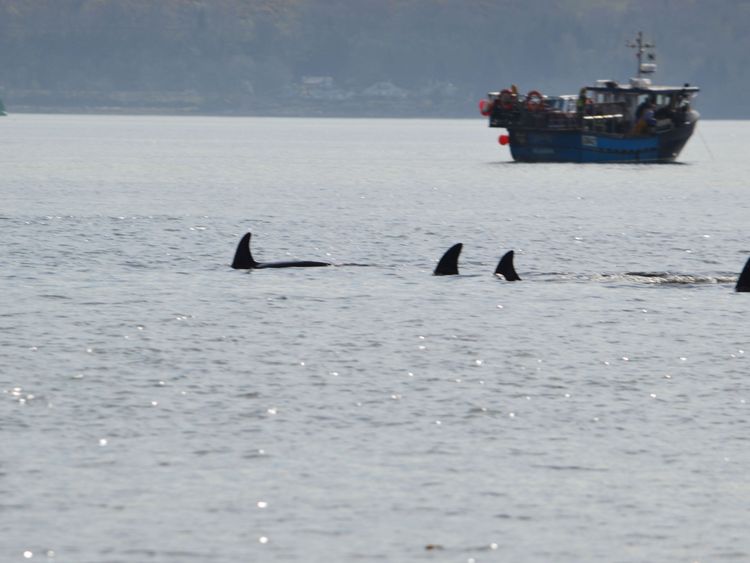 Four of the pod of six are seen swimming in the Clyde. Pic: Keith Hodgins