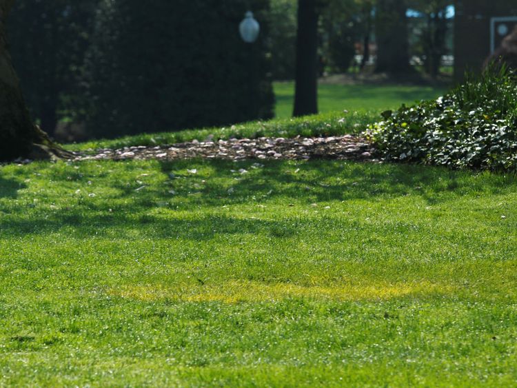 A yellow spot is seen where the tree planted by Emmanuel Macron and Donald Trump stood on the South Lawn of the White House