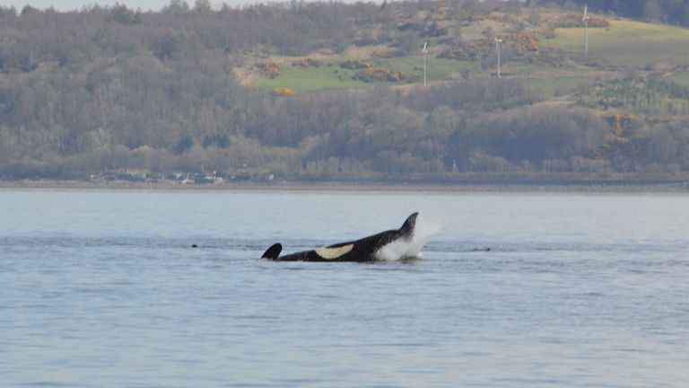 A killer whale goes back beneath the surface of the river. Pic: Keith Hodgins 