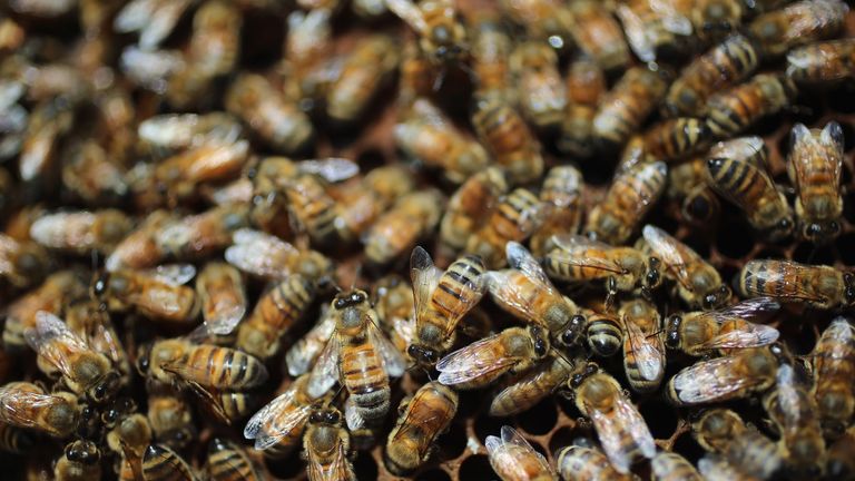 Honey bees are seen at the J & P Apiary and Gentzel&#39;s Bees, Honey and Pollination Company on April 10, 2013 in Homestead, Florida