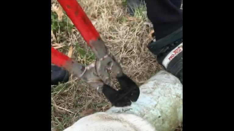 Firefighters in St Louis helped free a dog that got its head stuck inside a pipe.