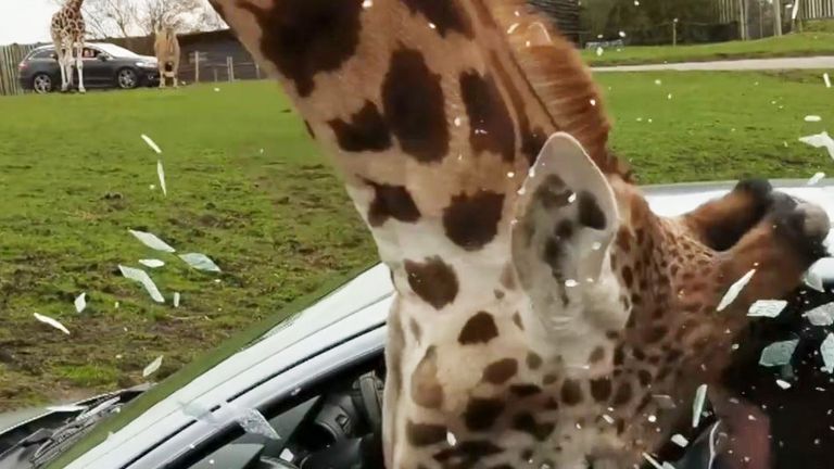 Giraffe breaks car window