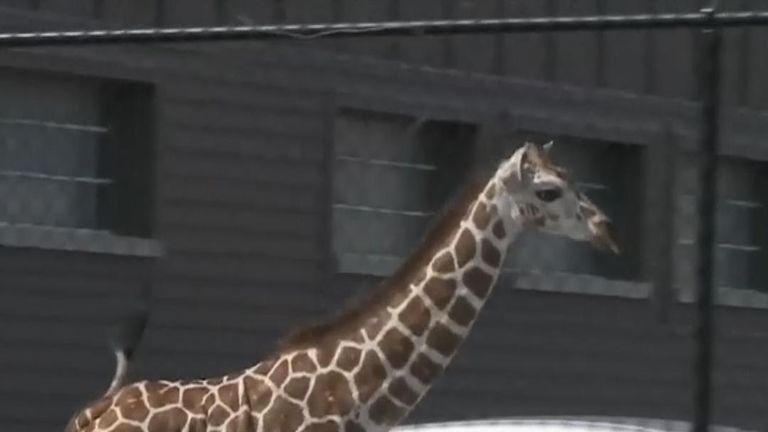 Workers at the Fort Wayne zoo needed a couple hours to get an escaped giraffe back into its enclosure.

The 7-month-old female giraffe got loose Monday (23 APRIL 2018) from the African Journey exhibit at the Fort Wayne Children&#39;s Zoo.