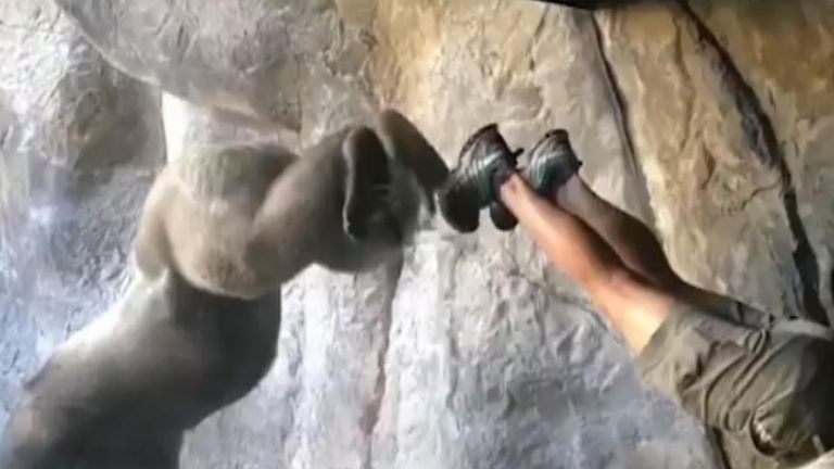 Caretakers at Busch Gardens in Florida say exercises like these help build trust between workers and the animals – and provide a bit of mental and physical stimulation for gorillas like Bolingo