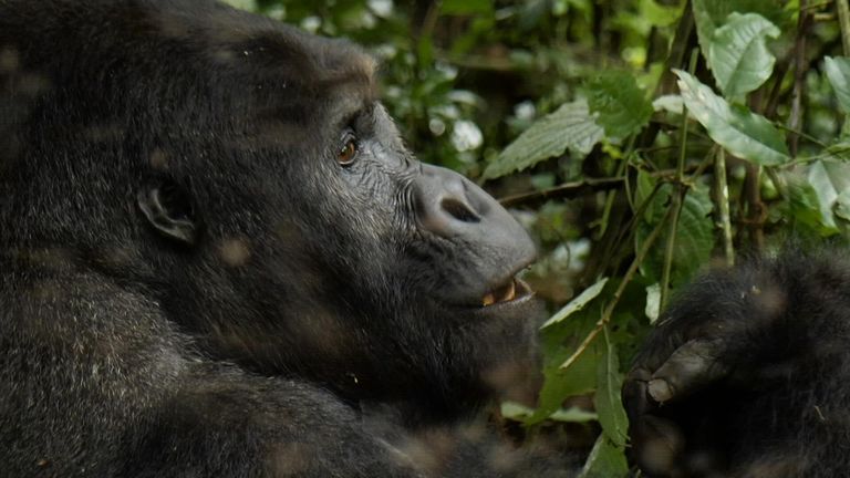 It is estimated only a few thousand of the Grauer's gorilla exist in the wild