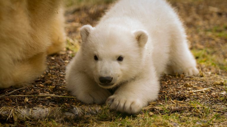 First polar bear born in UK for 25 years given name after public vote ...