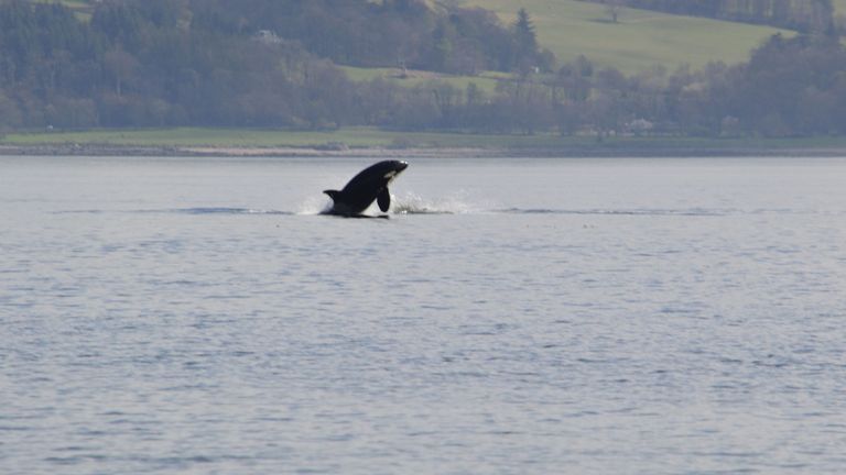 A killer whale jumps in the Rover Clyde. Pic: Keith Hodgins
