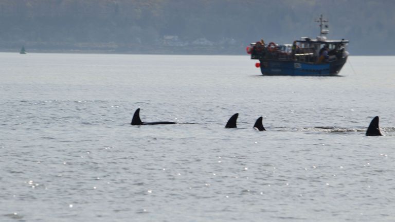 Four of the pod of six are seen swimming in the Clyde. Pic: Keith Hodgins