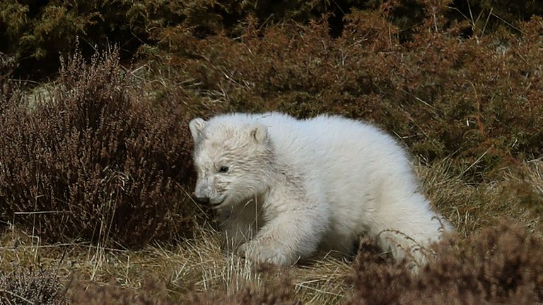 The first polar bear cub to be born in the UK for 25 years