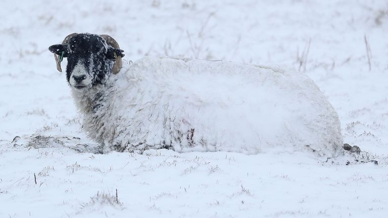 A sheep in a snow covered field in Northumberland