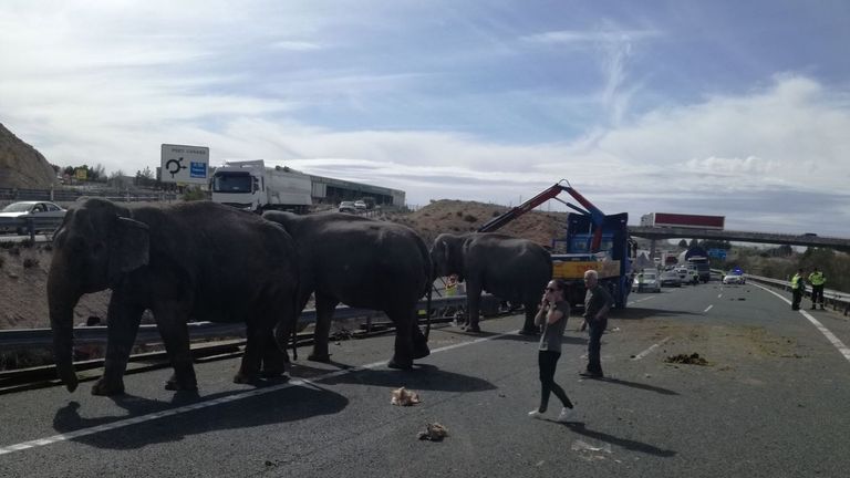 Elephants injured after the truck they were in travelling on a Spanish motorway overturned. Pic: Albacete Police