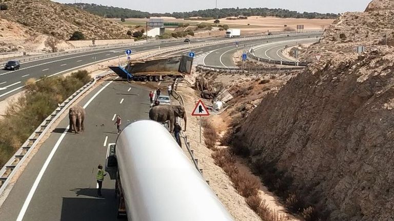 Elephants injured after the truck they were in travelling on a Spanish motorway overturned. Pic: Albacete Police