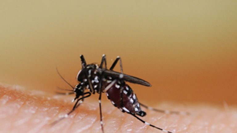 The tiger mosquito can spread deadly diseases