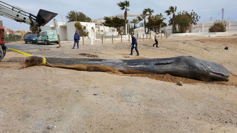 The whale weighed just seven tonnes. Pic: @EspNaturalesMur