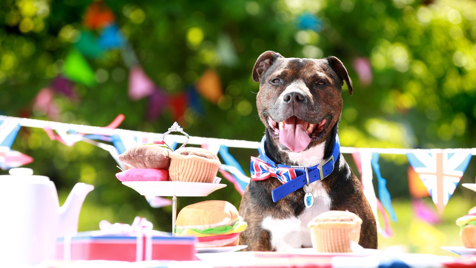 Whole world (and its dog) celebrates royal wedding | World News | Sky News