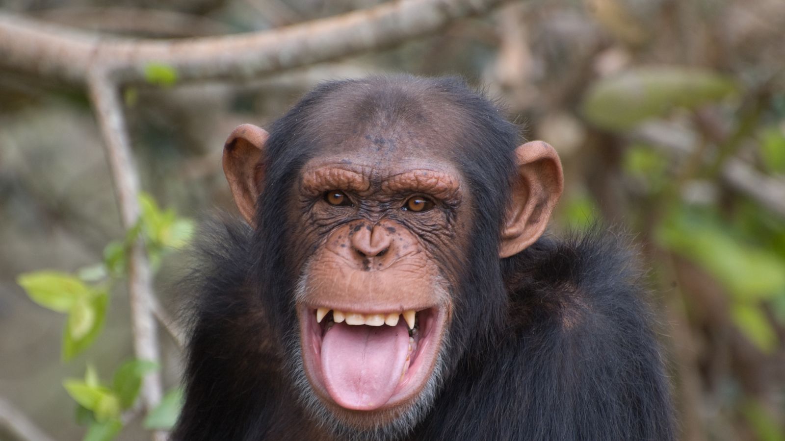 This is how wild apes reacted to camera traps in the African bush ...