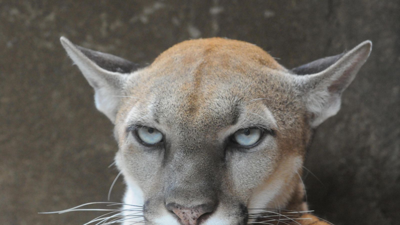 Cougar kills cyclist and injures another man in Seattle World News