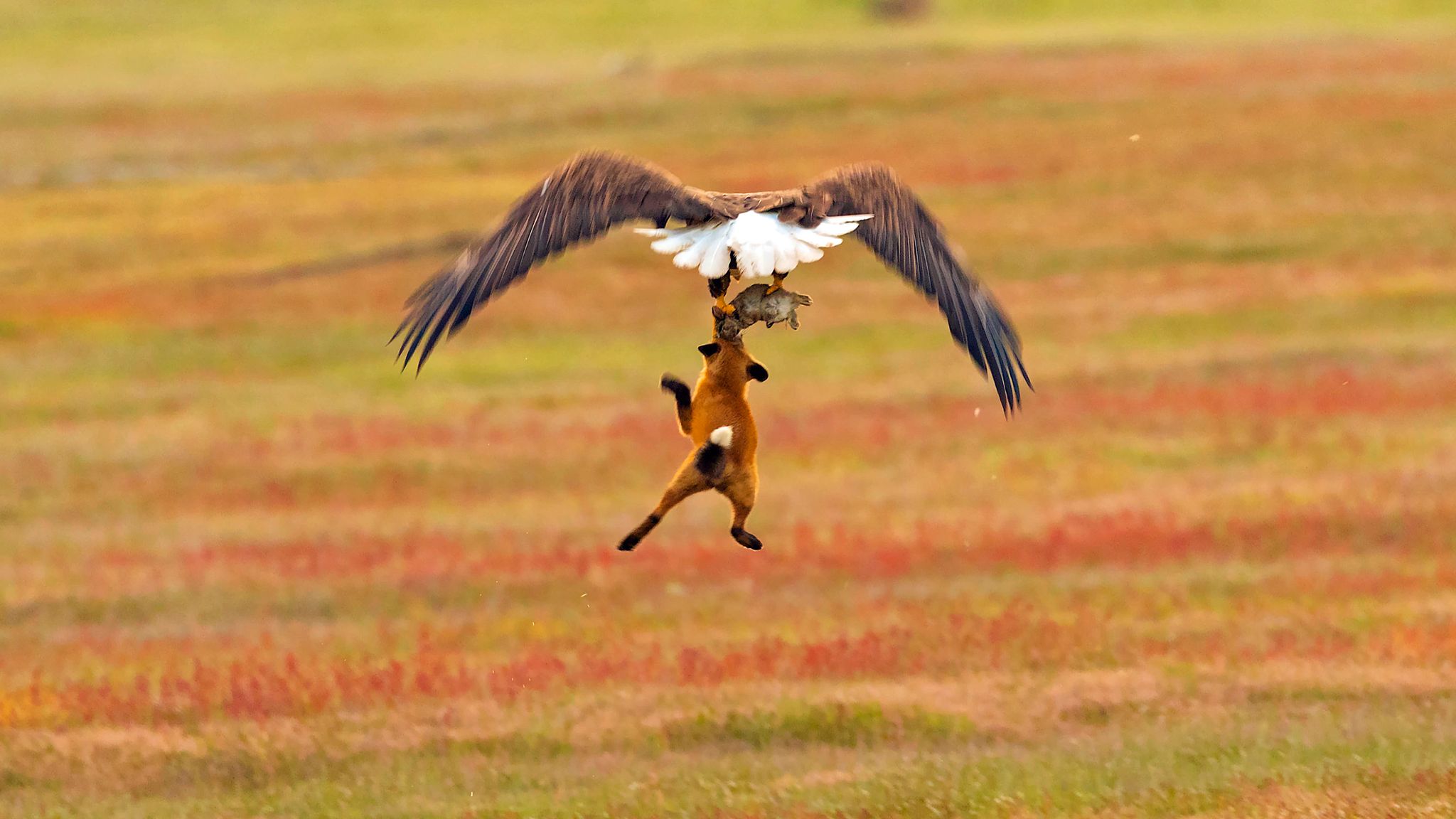 A bald eagle scraps with a fox mid-air to try and steal its catch at San  Juan Island National Historical Park in Washington state - but the fox  isn't giving up!