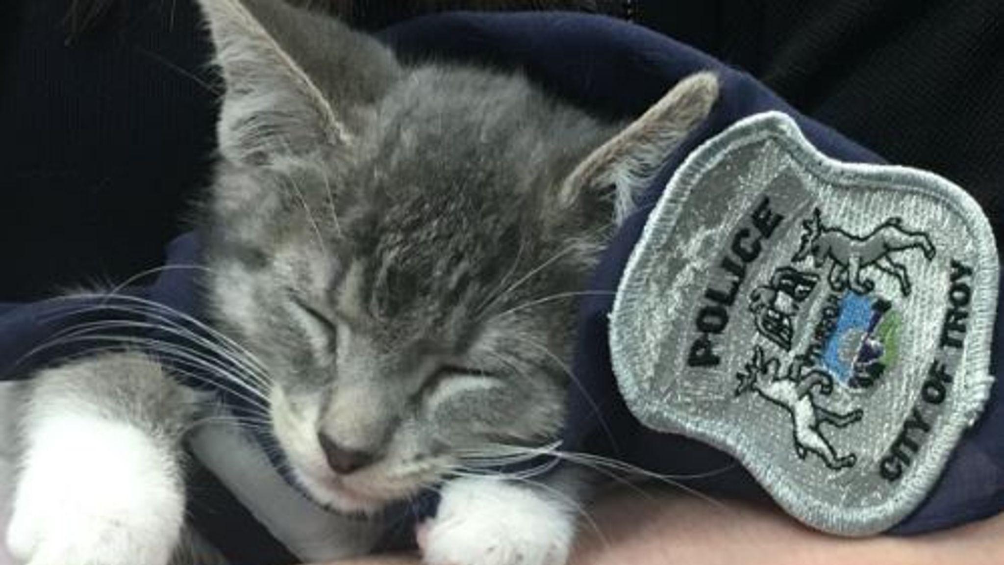 Troy Police Department on X: Pawfficer Donut, police cat, claims she is  “working from home.” An internal pawffairs investigation found this.  #PoliceCat  / X