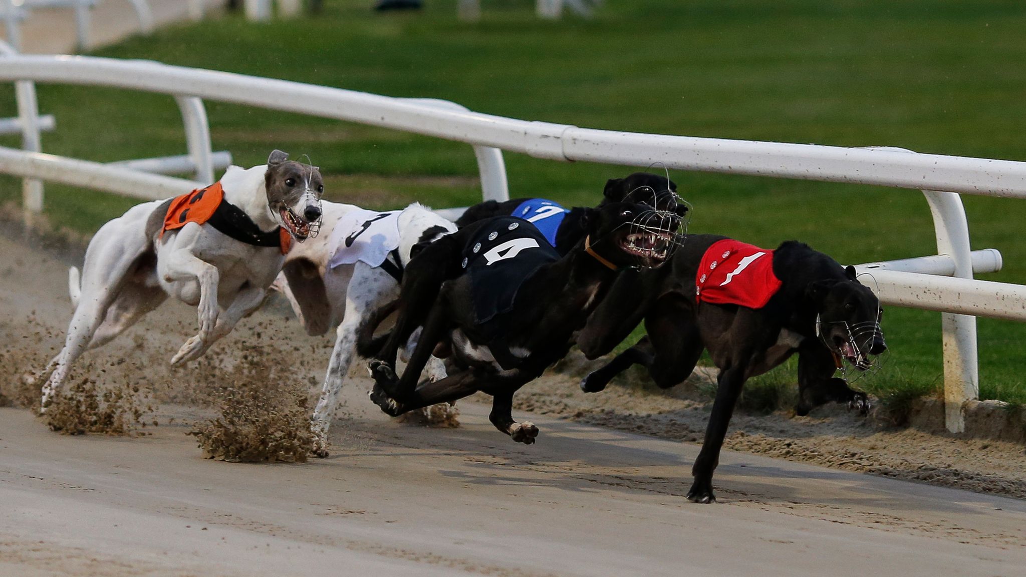 Greyhound deaths reveal dark side to dog racing | UK News | Sky News