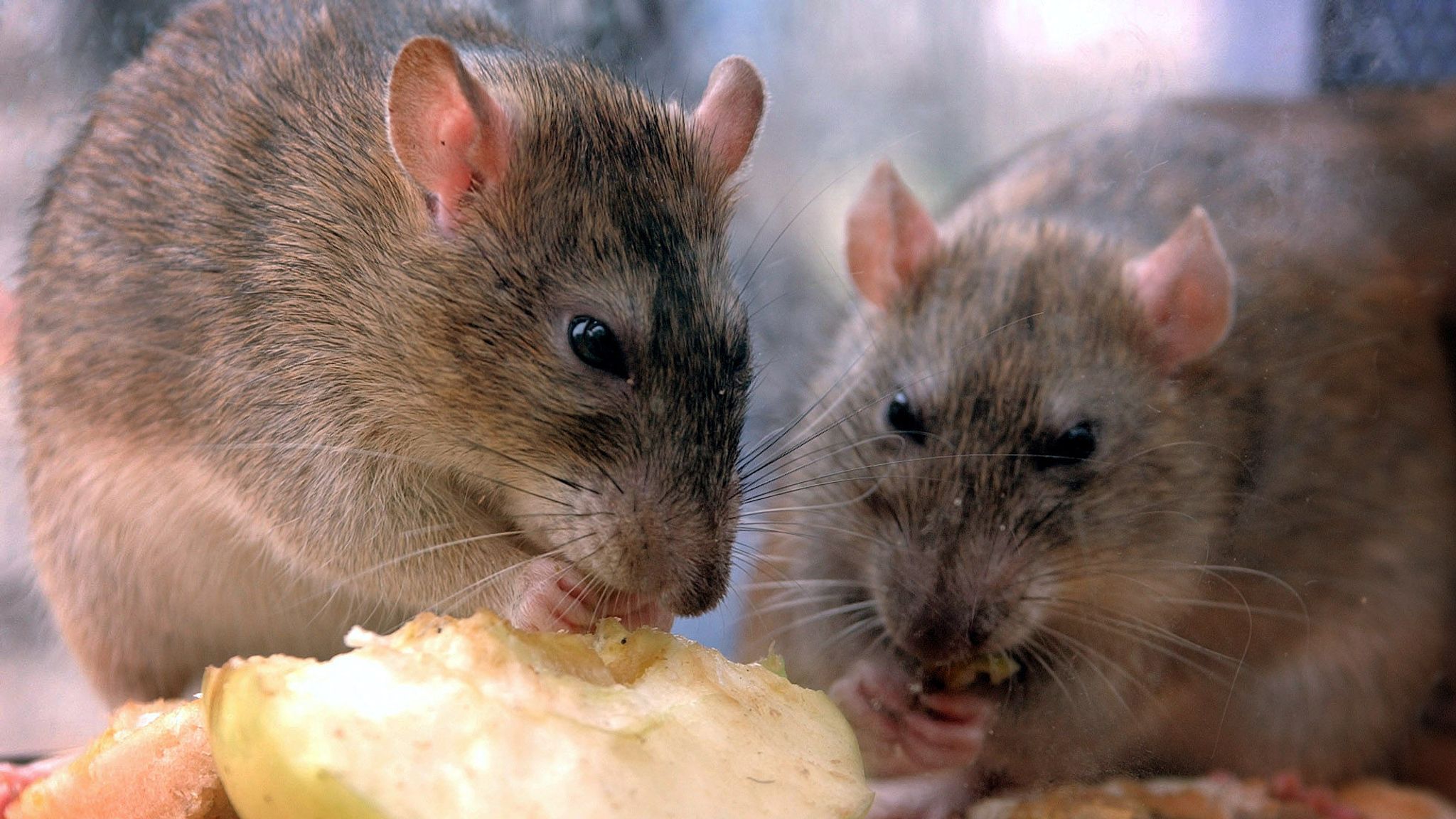 Rats driven off British island South Georgia after world's largest 