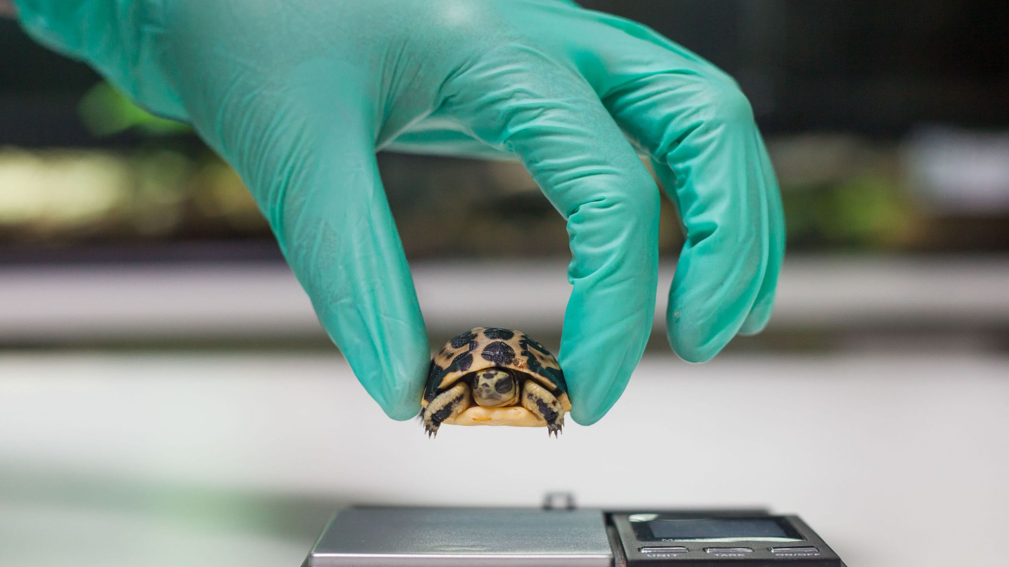 Rare tiny spider tortoise born at UK zoo | UK News | Sky News