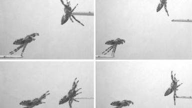 Scientists train regal jumping spider called Kim to leap on demand