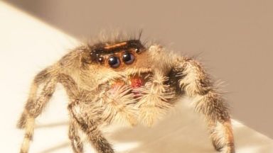 Scientists train regal jumping spider called Kim to leap on demand